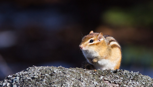 トウブシマリス