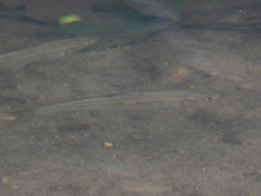 Luxilus chrysocephalus