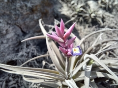 Tillandsia purpurea
