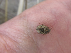 Phimodera humeralis