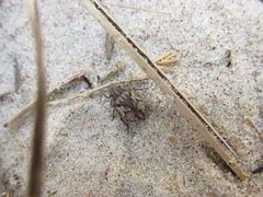 Phimodera humeralis