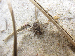 Phimodera humeralis