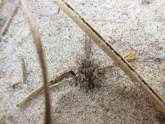 Phimodera humeralis