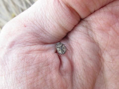 Phimodera humeralis