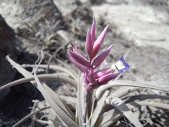 Tillandsia purpurea