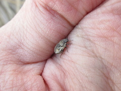 Phimodera humeralis