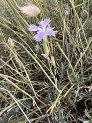 Dianthus gallicus