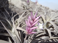 Tillandsia purpurea