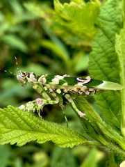 Pseudocreobotra ocellata