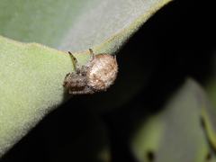Pararaneus cyrtoscapus
