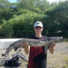 Acipenser fulvescens