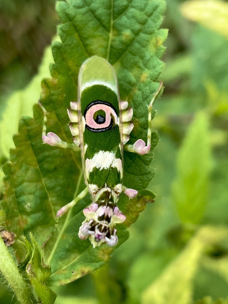African Spiny Flower Mantis