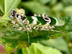Pseudocreobotra ocellata