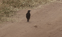 Myrmecocichla aethiops