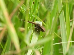 Aphantopus hyperantus