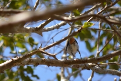 Conirostrum speciosum