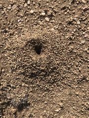 Myrmecocystus mexicanus