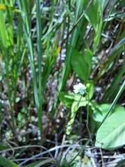 Drosera rotundifolia