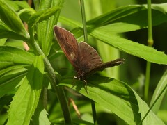 Aphantopus hyperantus