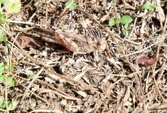 Spharagemon cristatum