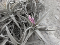 Tillandsia purpurea