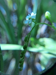 Drosera rotundifolia