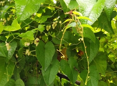 Antigonon leptopus