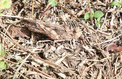 Spharagemon cristatum