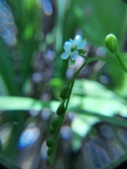 Drosera rotundifolia