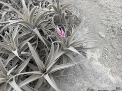 Tillandsia purpurea