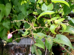 Antigonon leptopus