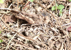 Spharagemon cristatum