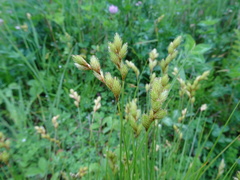 Carex scoparia