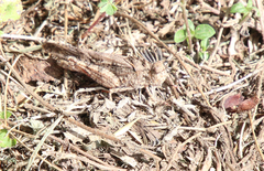 Spharagemon cristatum