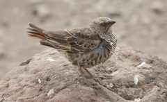 Histurgops ruficauda