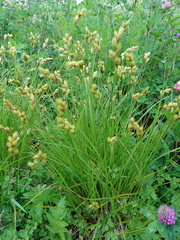 Carex scoparia