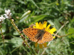 Boloria pales
