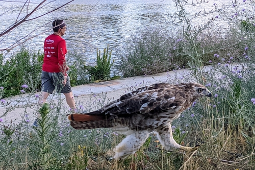 Red-tailed Hawk photographed in Massachusetts