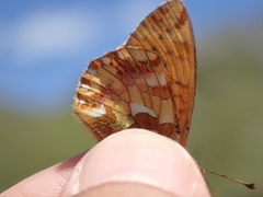 Boloria pales