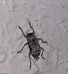 Leptostylus asperatus