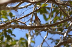 Conirostrum speciosum