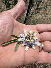 Passiflora mooreana