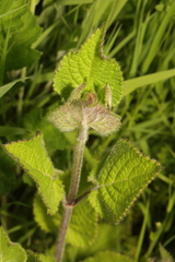Stachys sylvatica