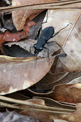Dromochorus pilatei