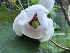 Magnolia sieboldii