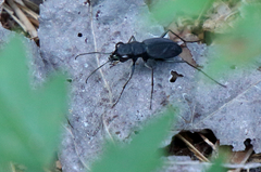 Dromochorus pilatei