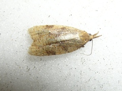 Sparganothis umbrana