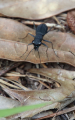 Dromochorus pilatei