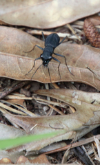 Dromochorus pilatei