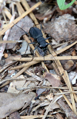 Dromochorus pilatei